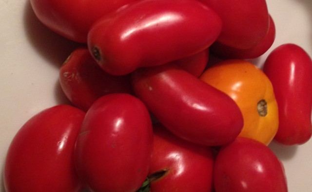 tomatoes08.31.13